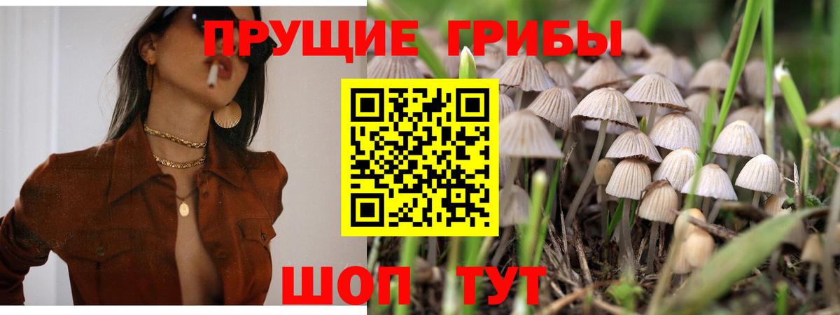 Строитель  Галлюциногенные грибы Cubensis  Вход с VPN 